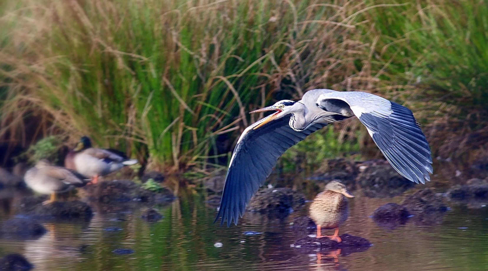 Morgenflug