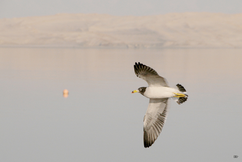 Morgenflug in Paracas