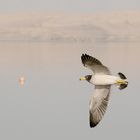 Morgenflug in Paracas