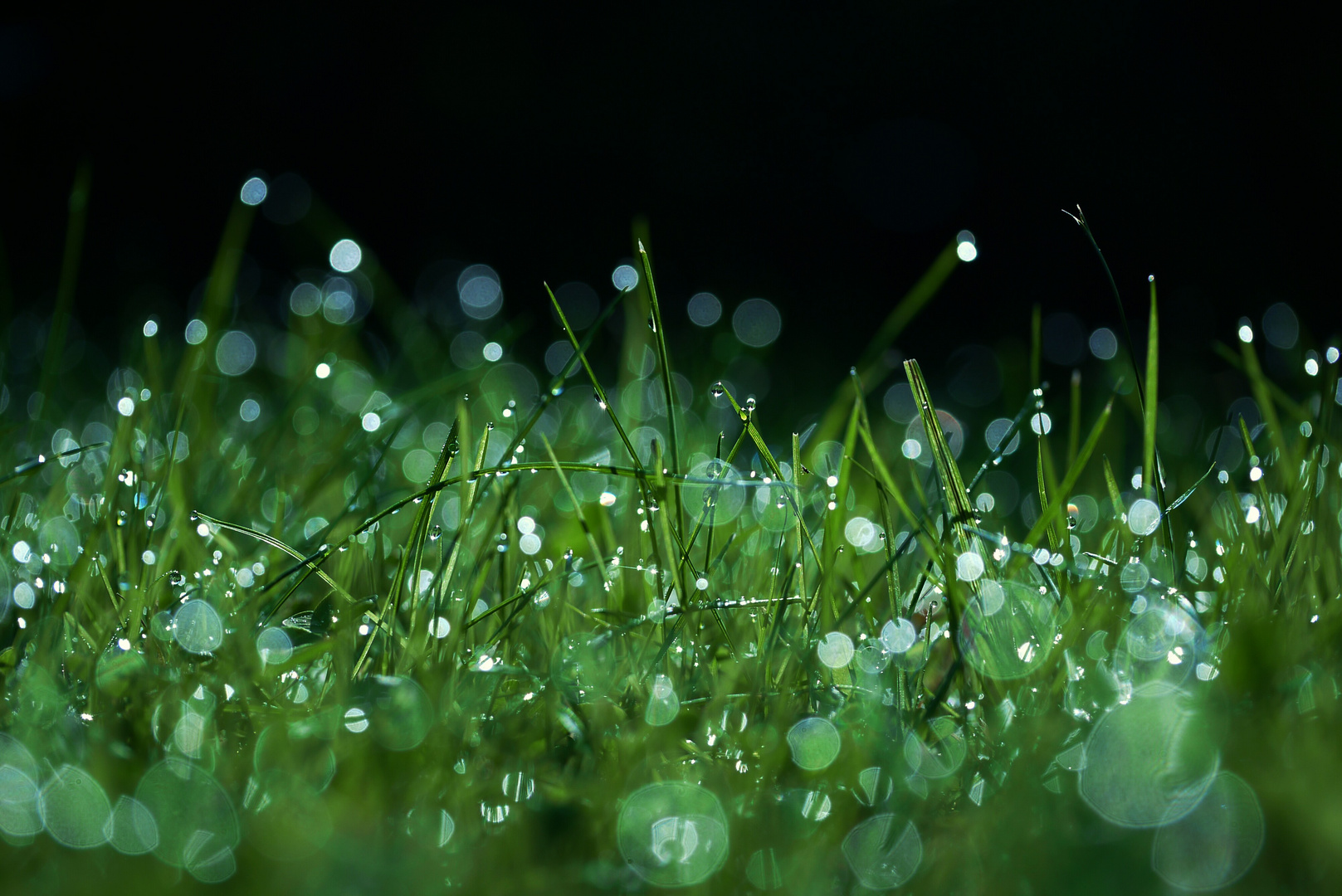 Morgenfrische im Gras