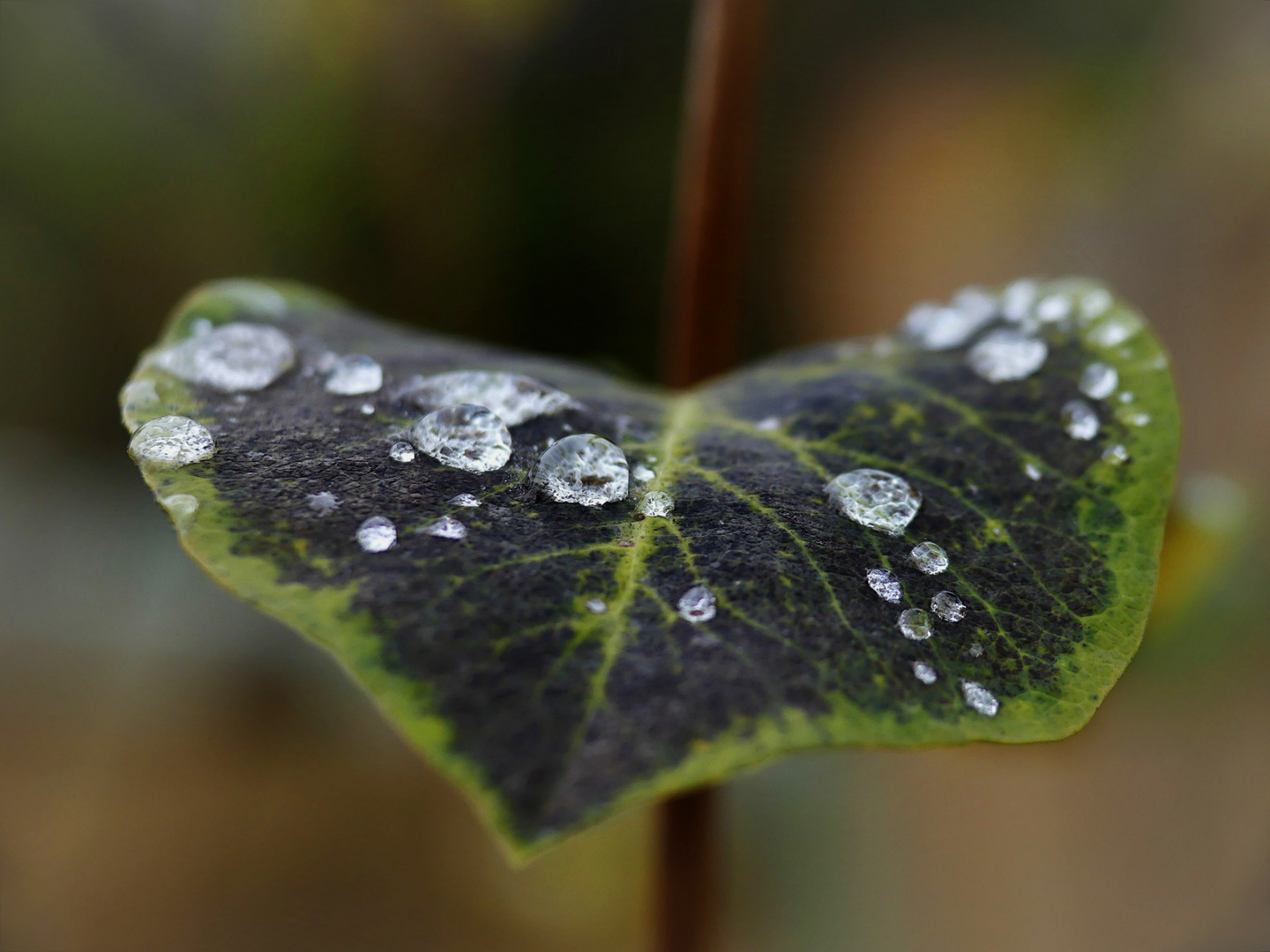 Morgenfrische im Herbst