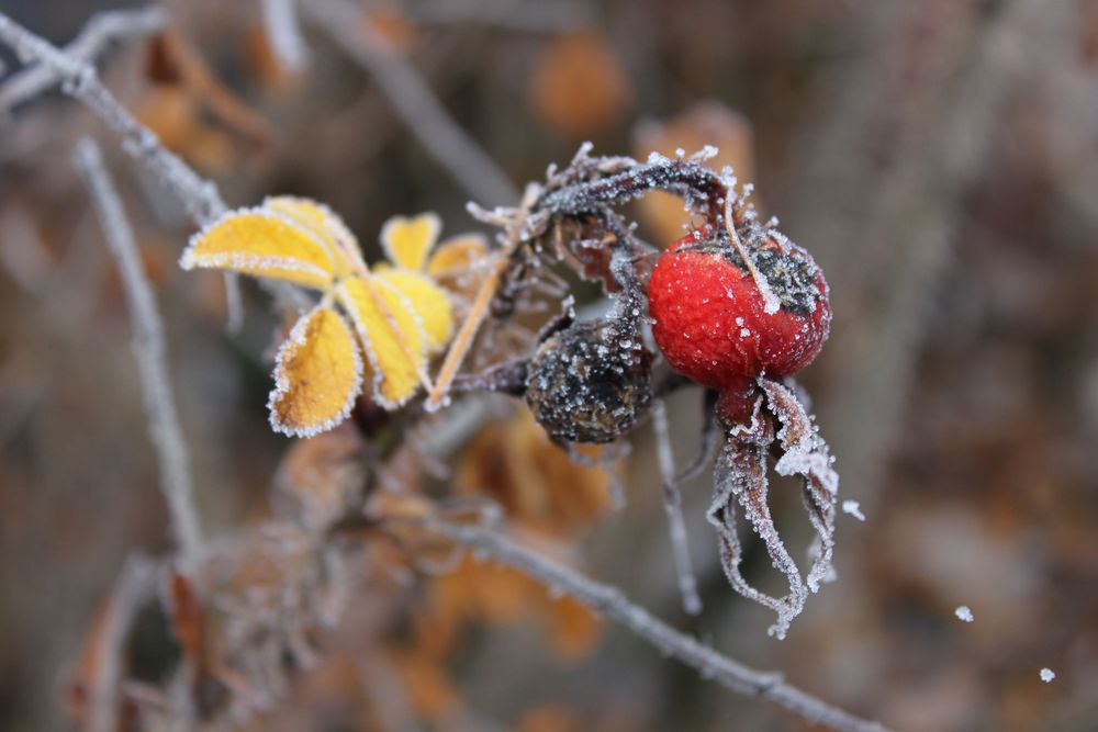 Morgenfrost von Heelene