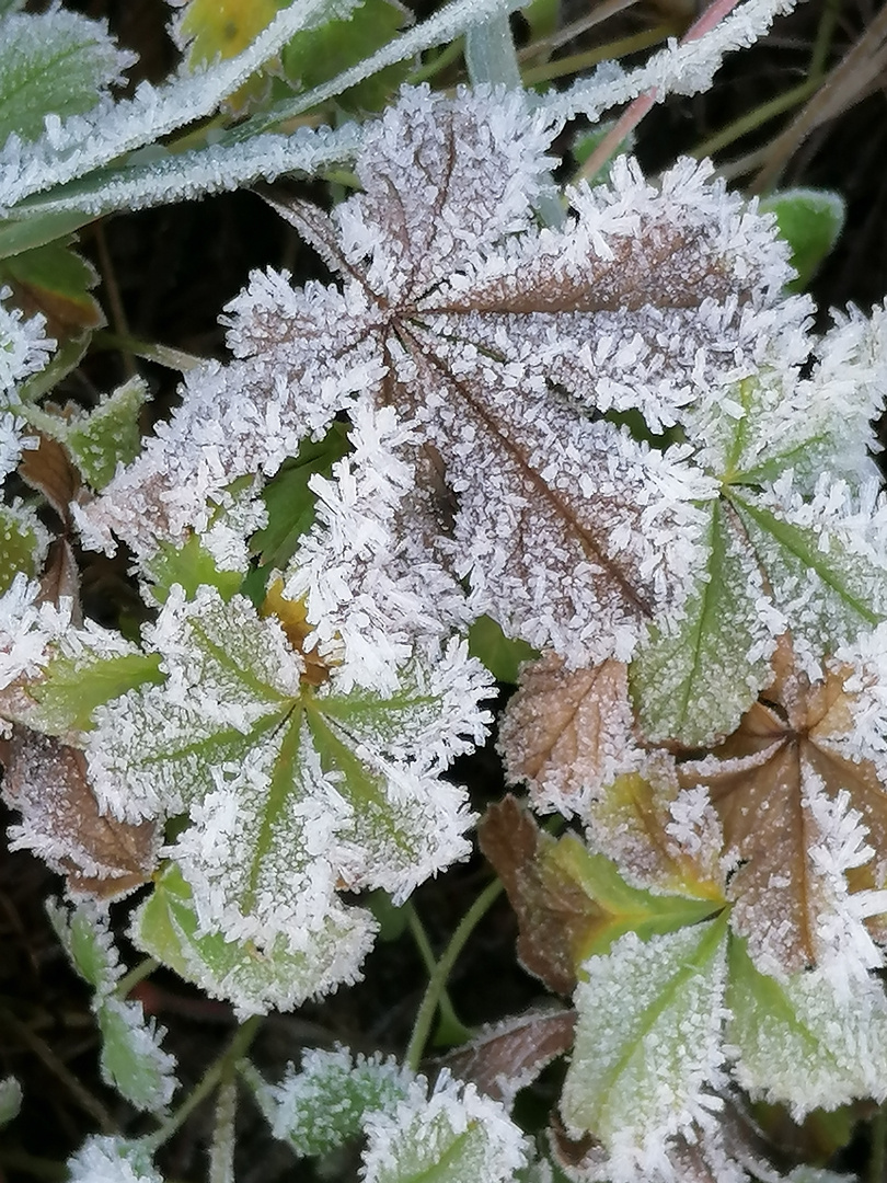 Morgenfrost