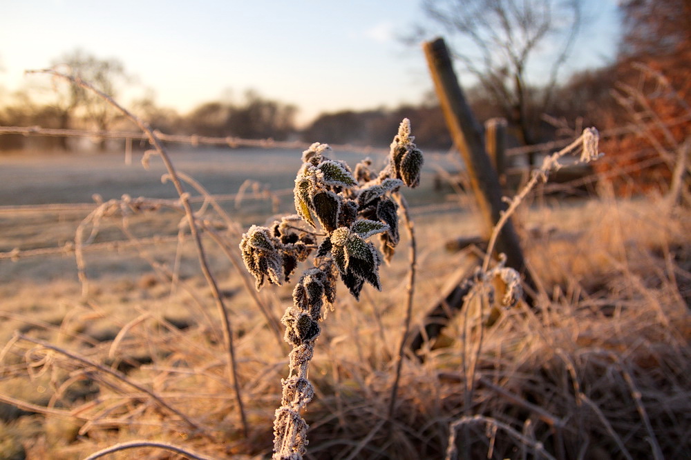 morgenfrost