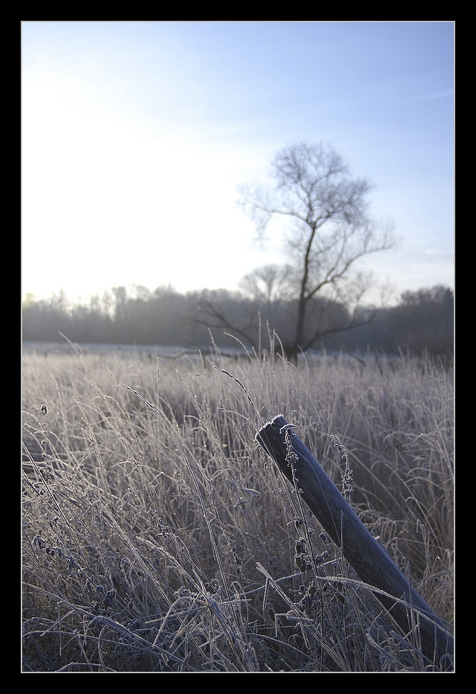 Morgenfrost