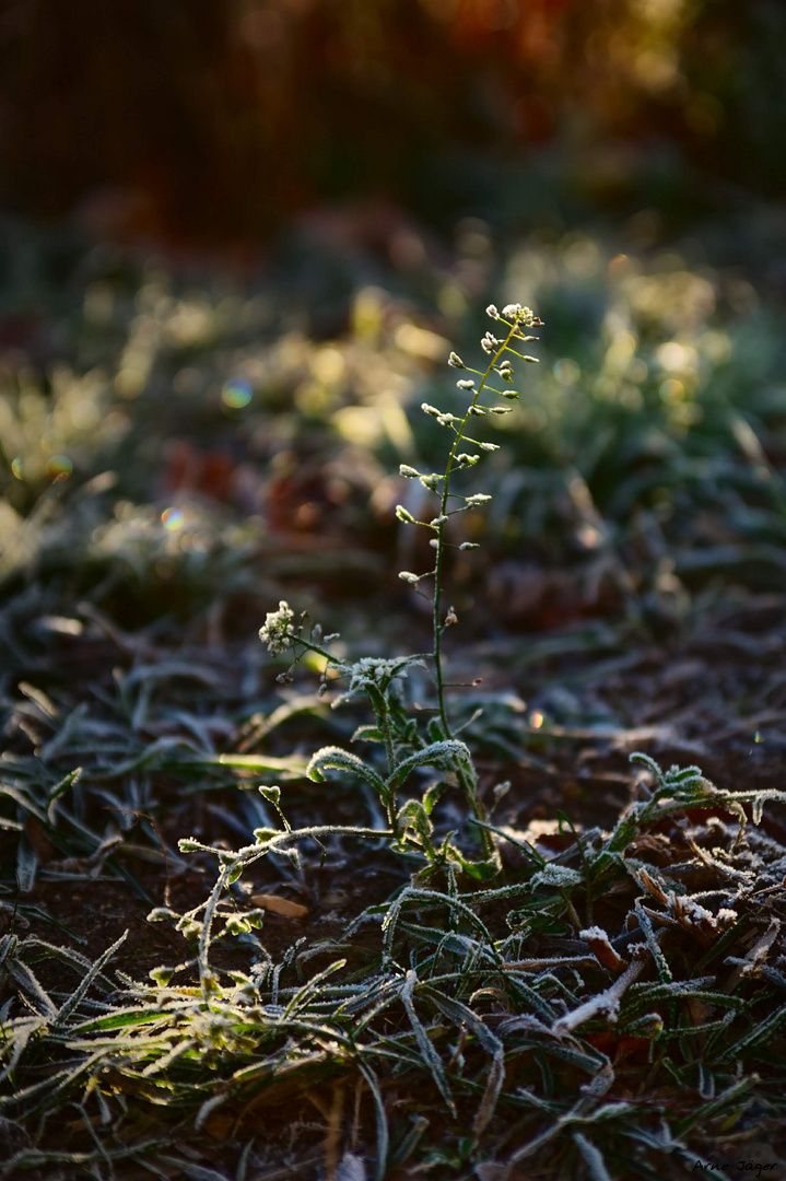 Morgenfrost