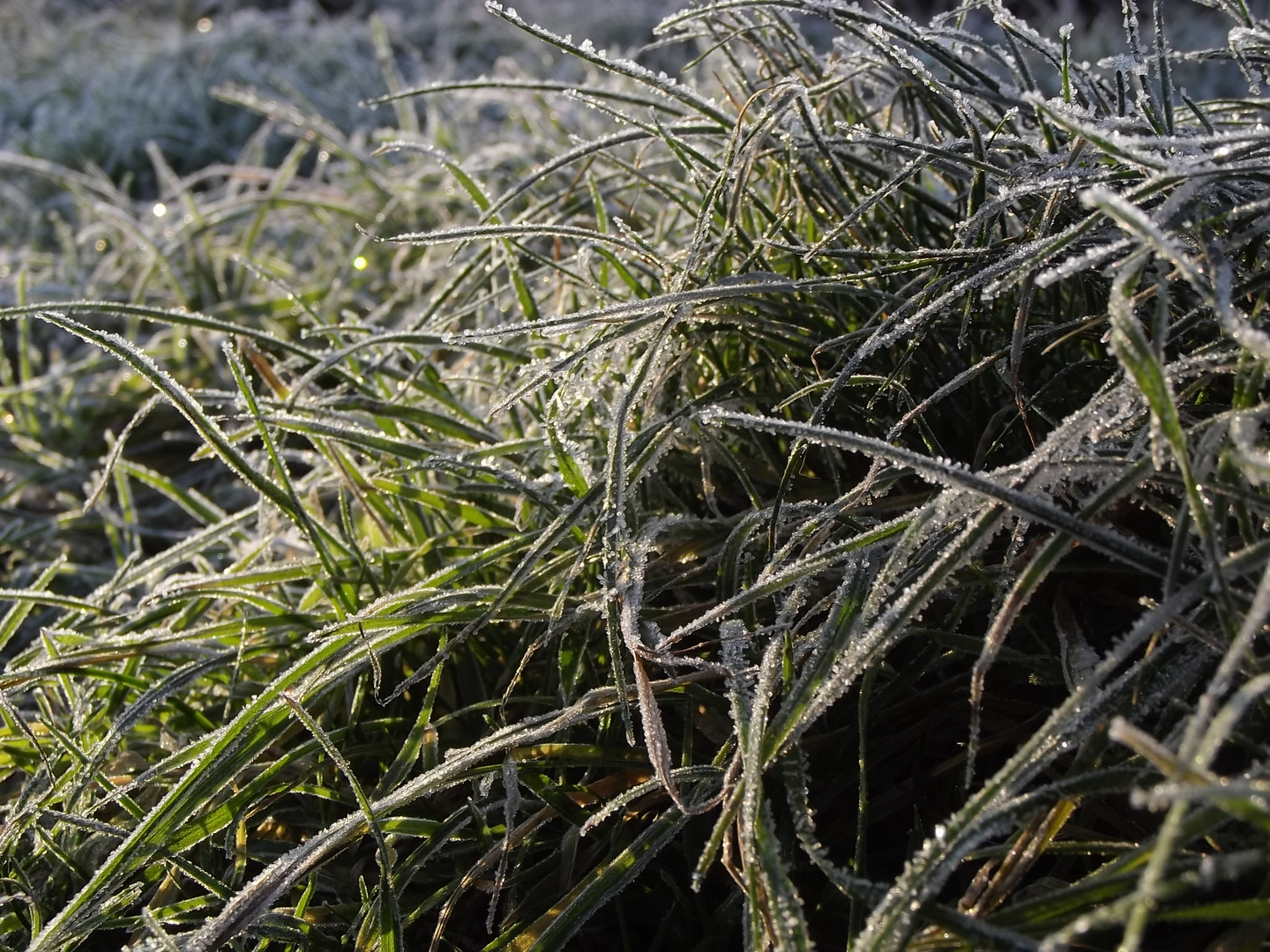 Morgenfrost auf Gräser