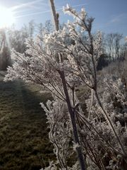 Morgenfrost