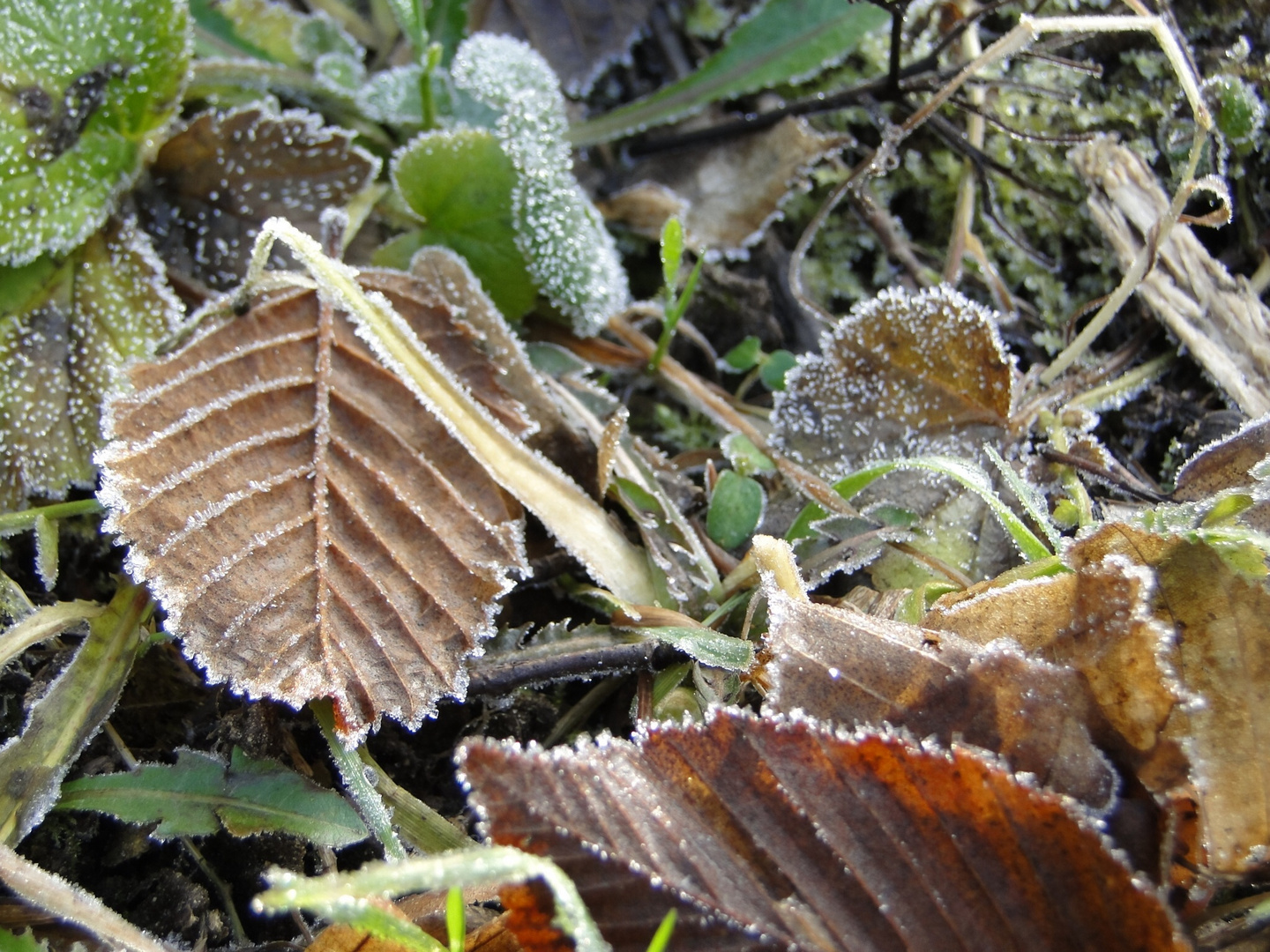 morgenfrost Blätter