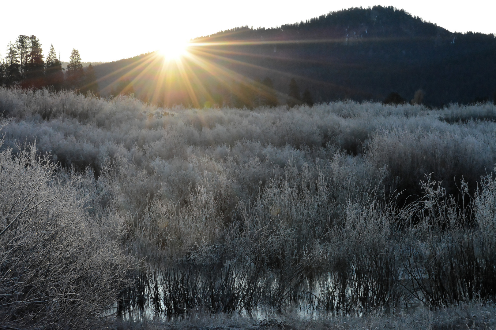 Morgenfrost