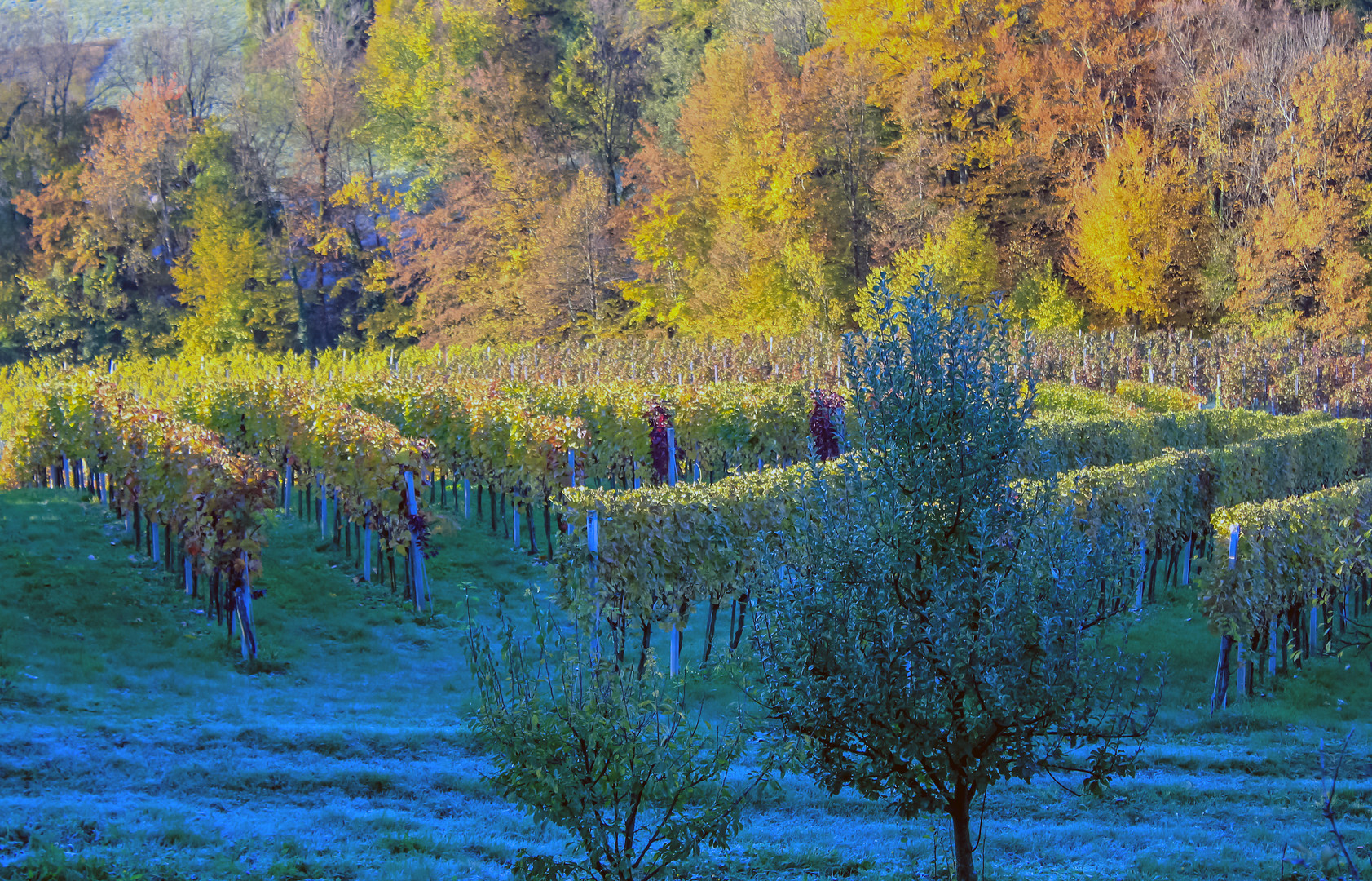 Morgenfrost im Weinberg