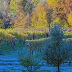 Morgenfrost im Weinberg