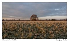 Morgenfrost in Benteler