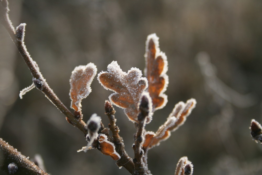 Morgenfrost in Dänemark