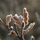 Morgenfrost in Dänemark