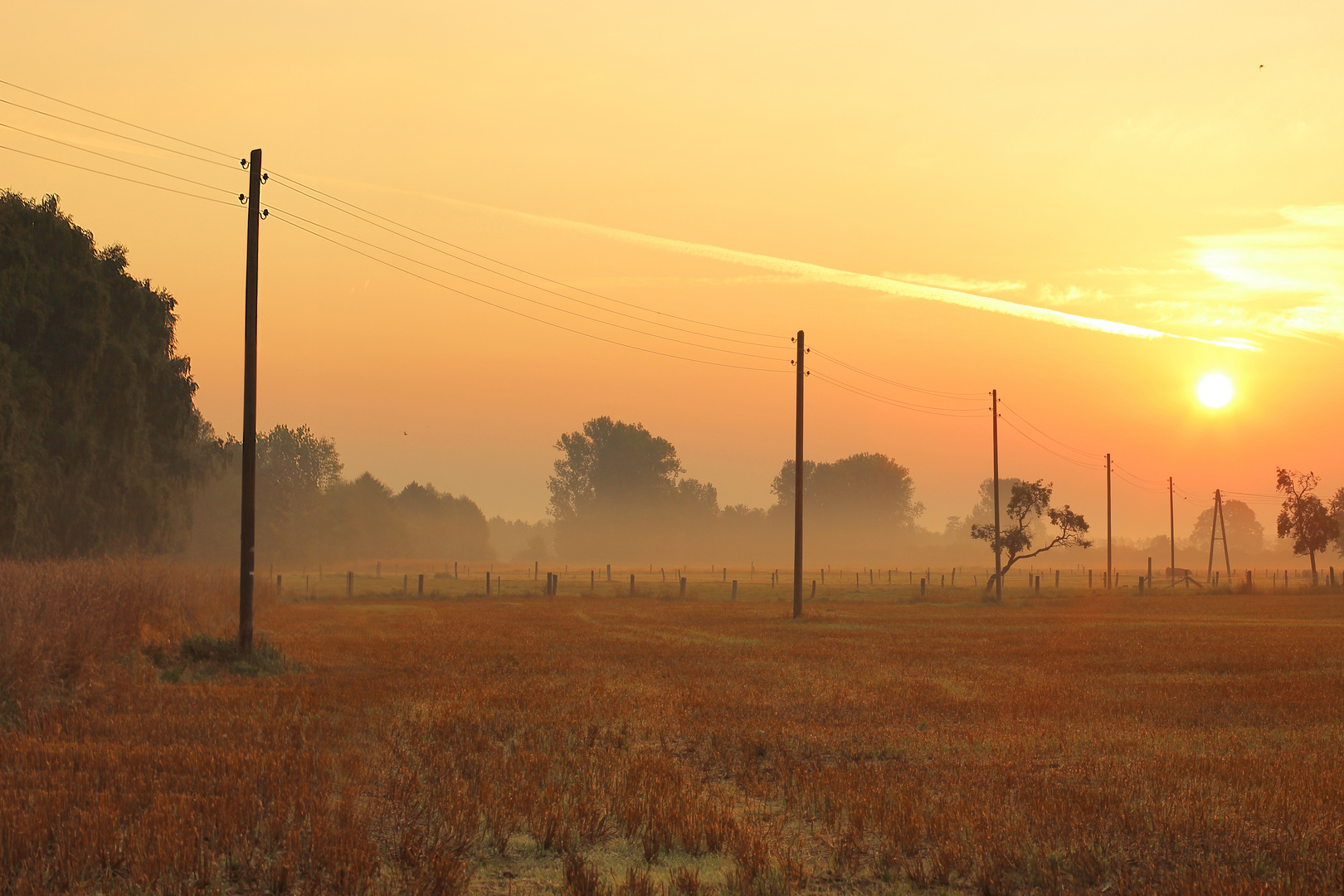 Morgenfrüh auf der Wiese