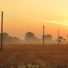 Morgenfrüh auf der Wiese