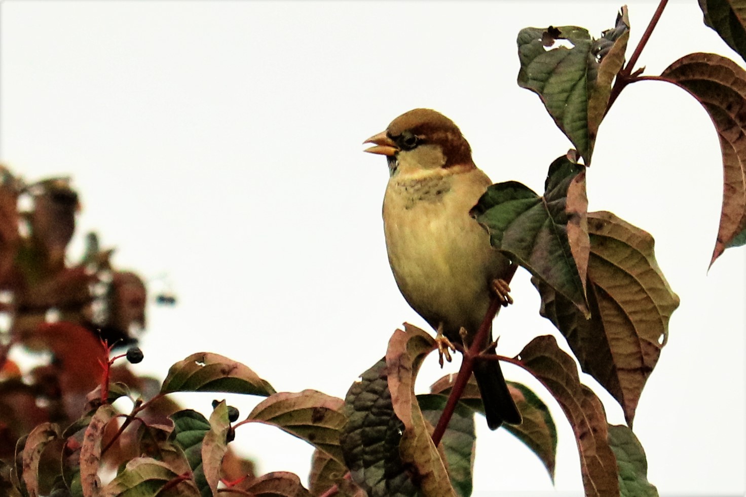 Morgengesang