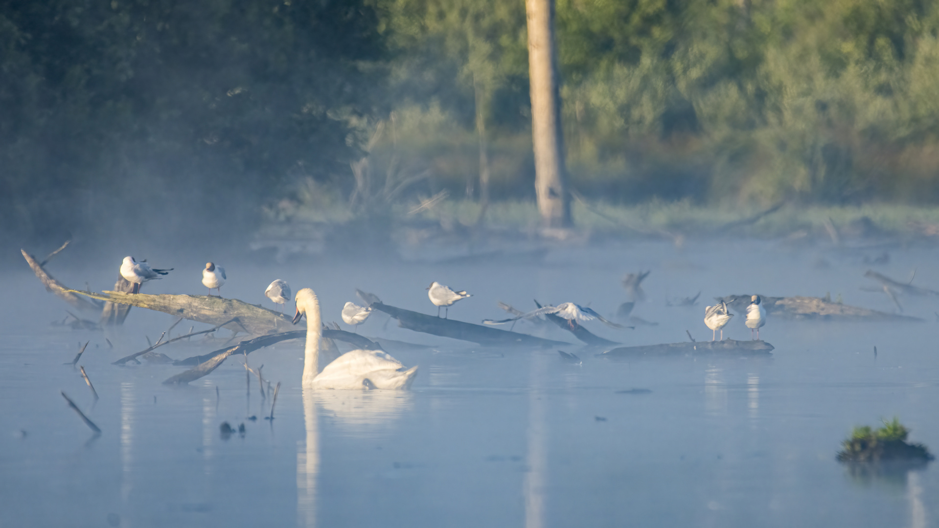 Morgengesang