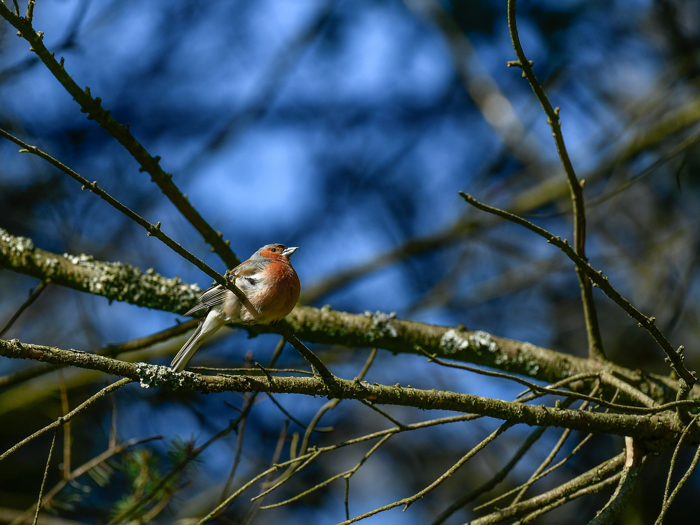 Morgengesang