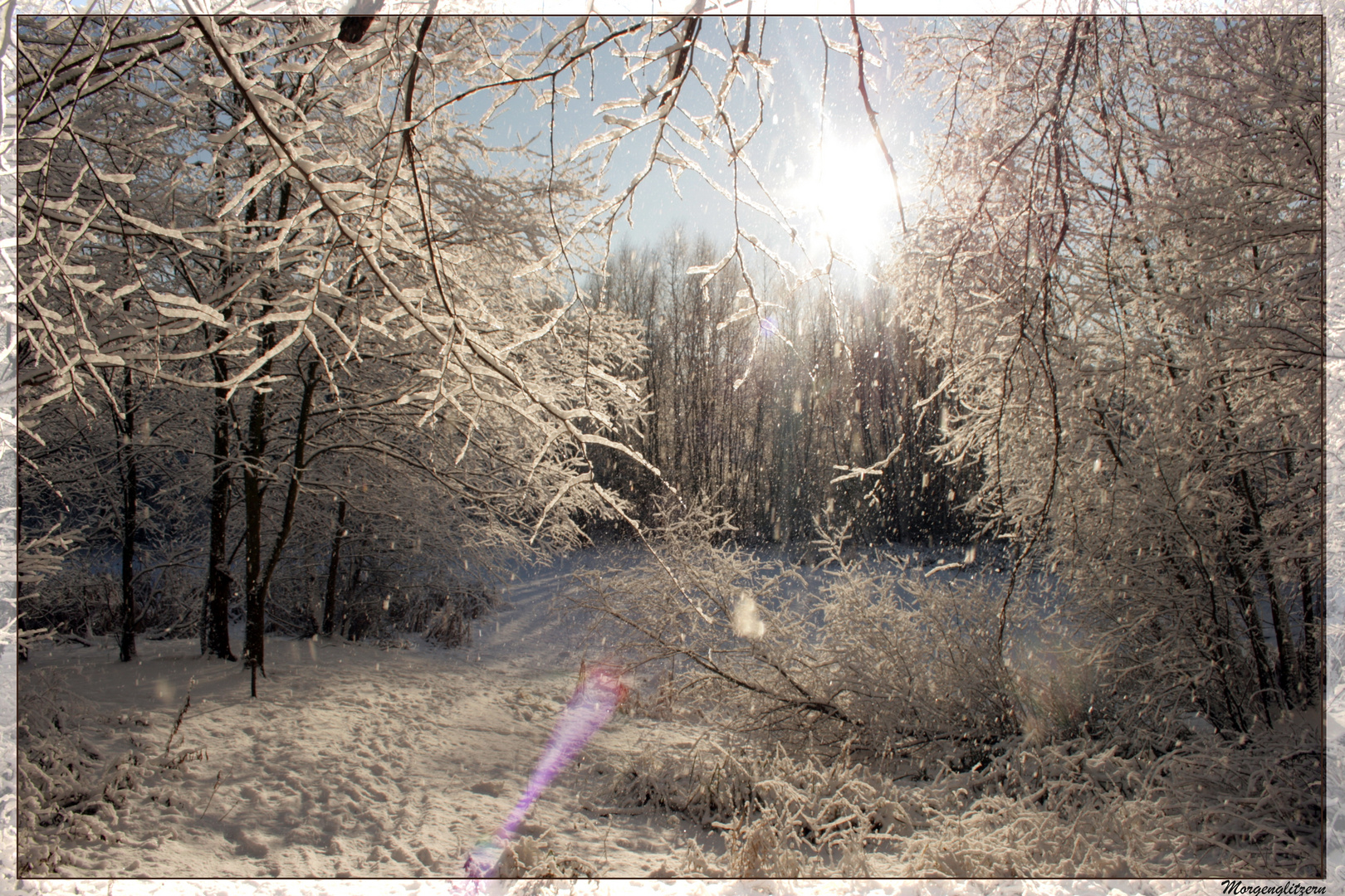 Morgenglitzern im Wald bei Blankenfelde (Berlin)