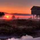 Morgenglühen im Moor