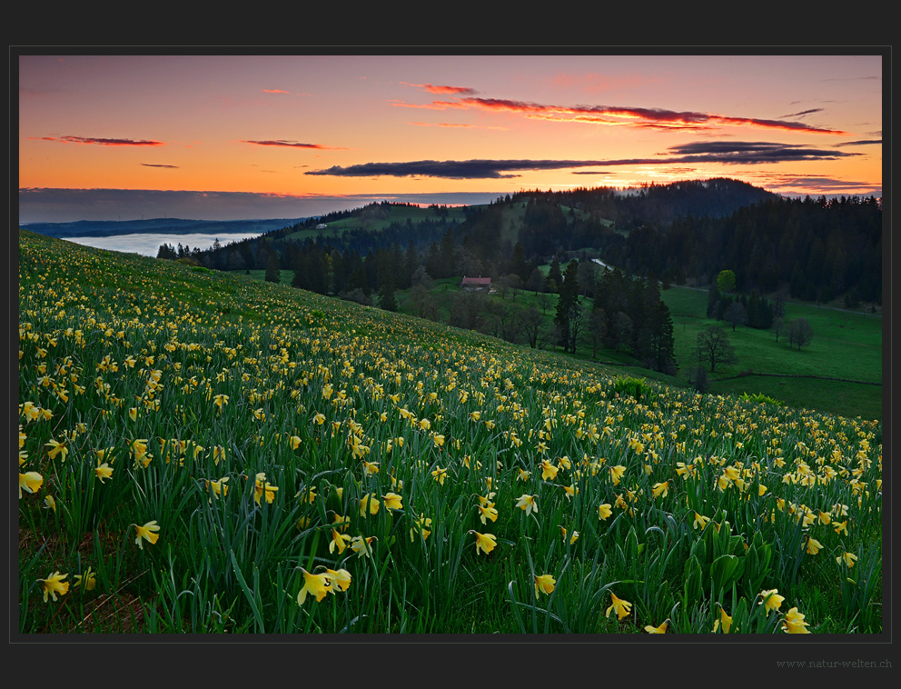 Morgenglühen über dem Aprilglockenfeld - DRI