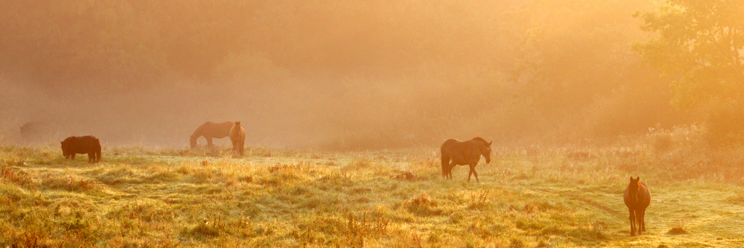 Morgengrauen