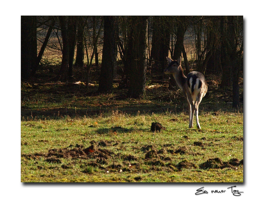 Morgengrauen...