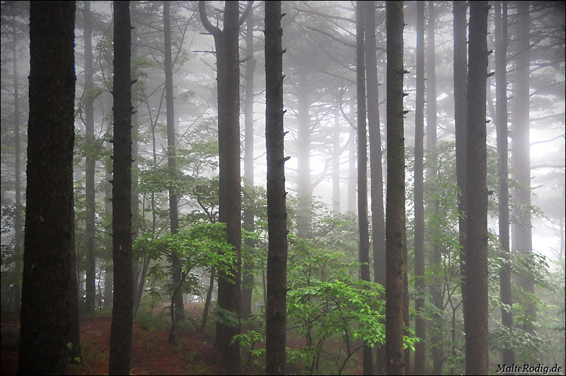 Morgengrauen am Mount Huangshan in China