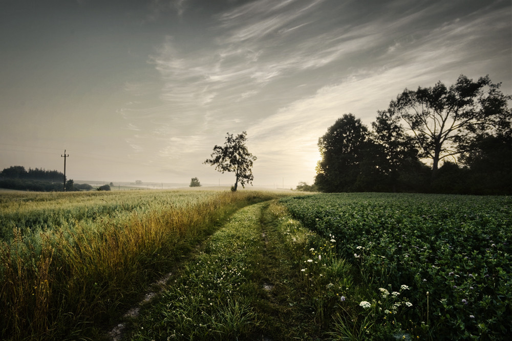 Morgengrauen II