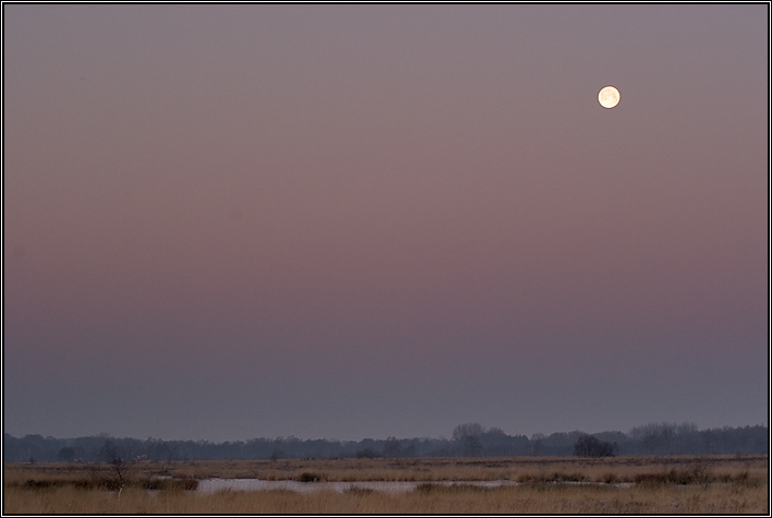 Morgengrauen im Moor