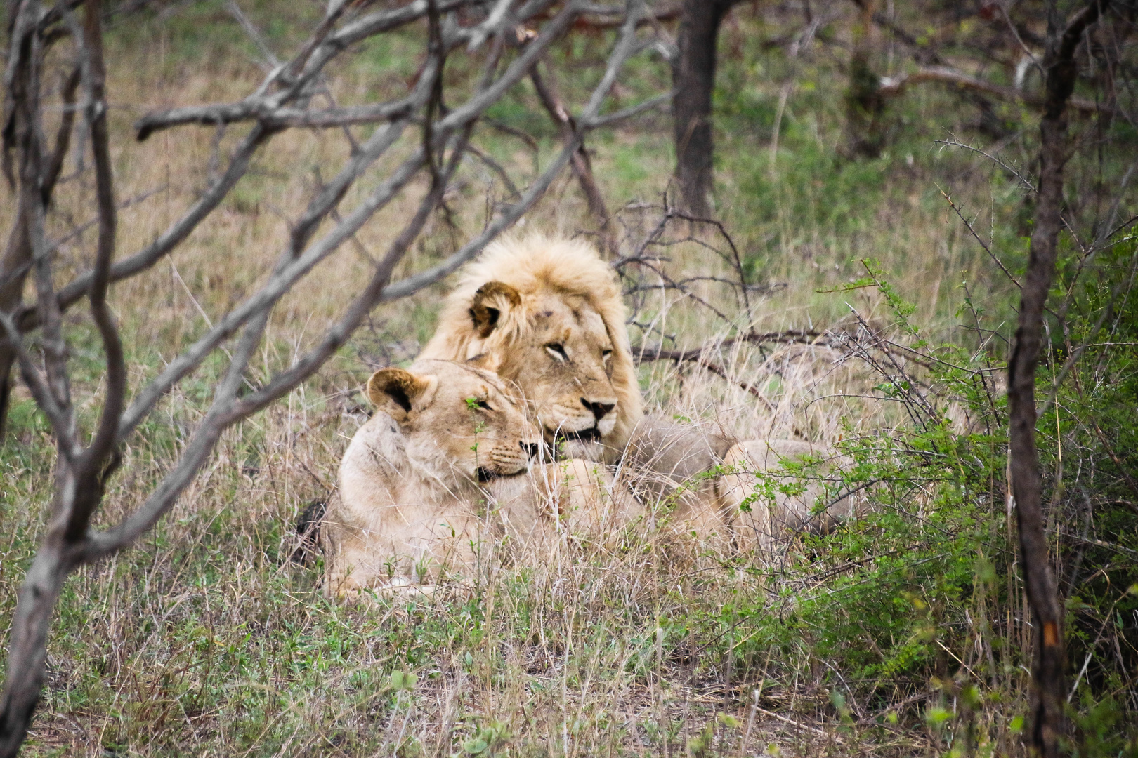 Morgengrauen in Afrika