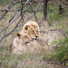 Morgengrauen in Afrika