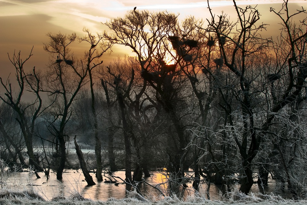 Morgengrauen in der Saarner Aue bei minus 5