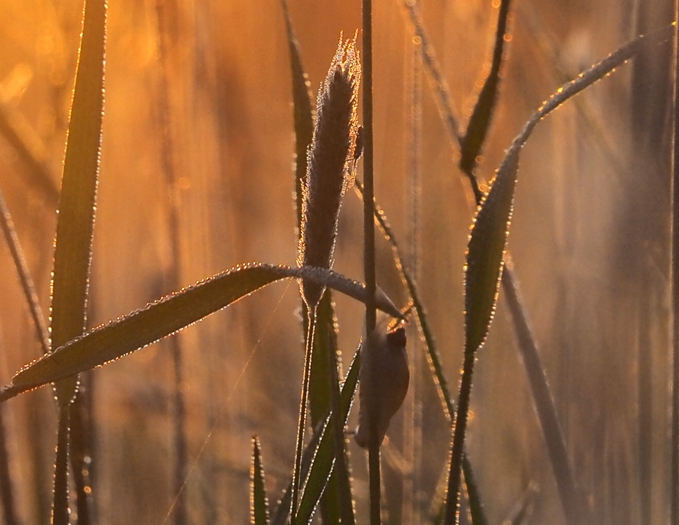 Morgengruss