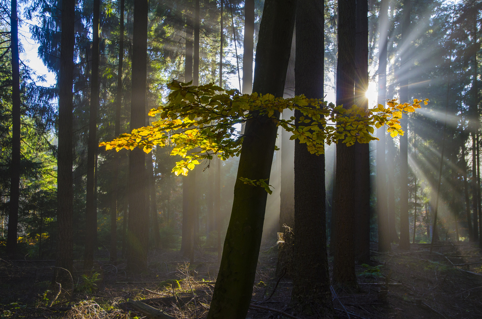 Morgengruß