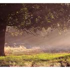 Morgengruß aus der Heide II