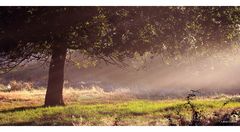 Morgengruß aus der Heide II