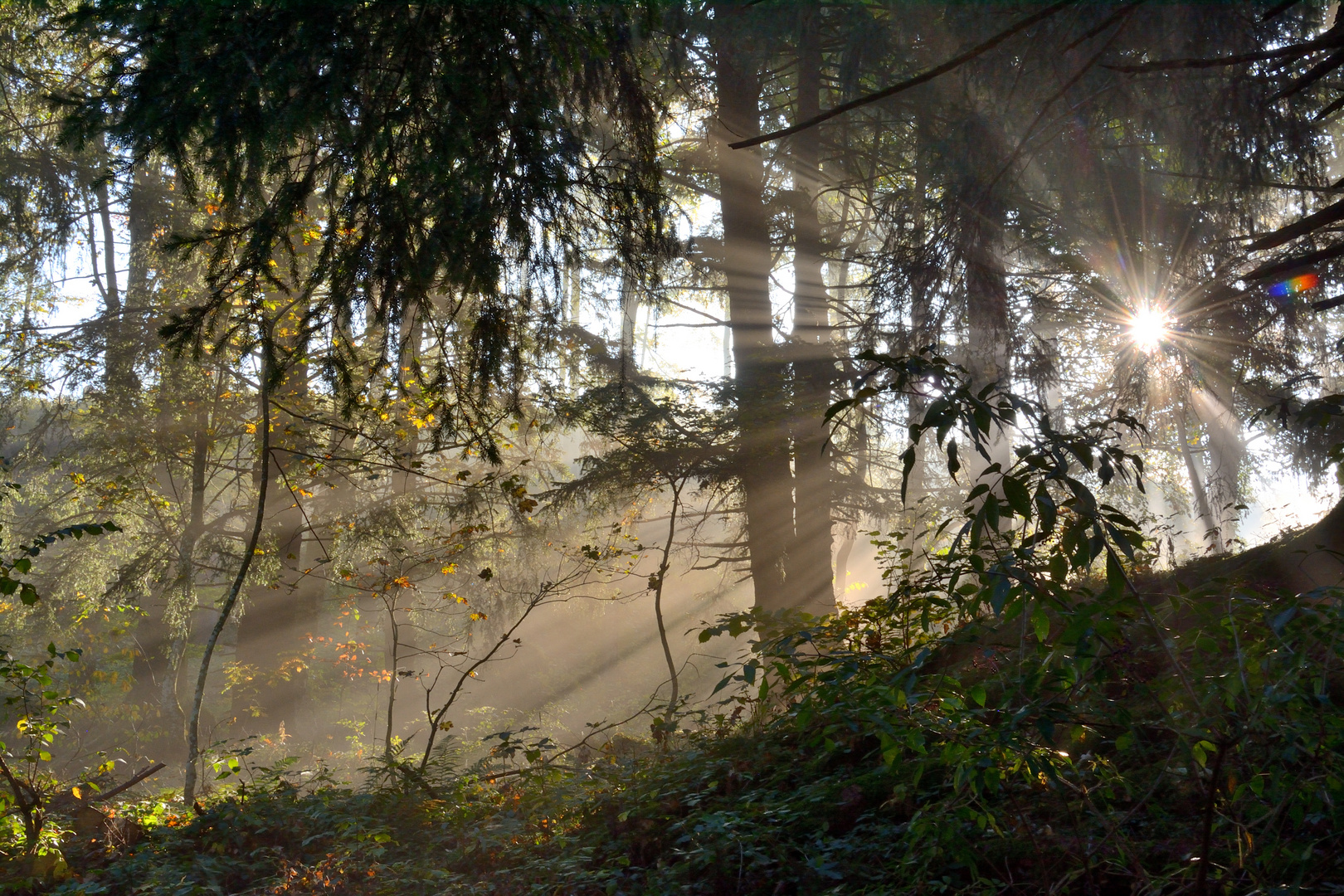 Morgengruss im Wald