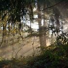 Morgengruss im Wald
