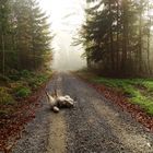 Morgengymnastik an der frischen Luft :)