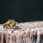 Morgengymnastik einer Wespe