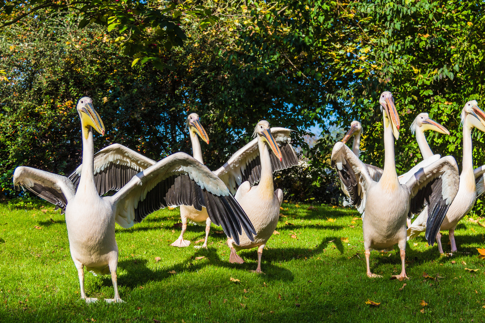 Morgengymnastik Im Mannheimer Luisenpark