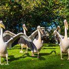 Morgengymnastik Im Mannheimer Luisenpark