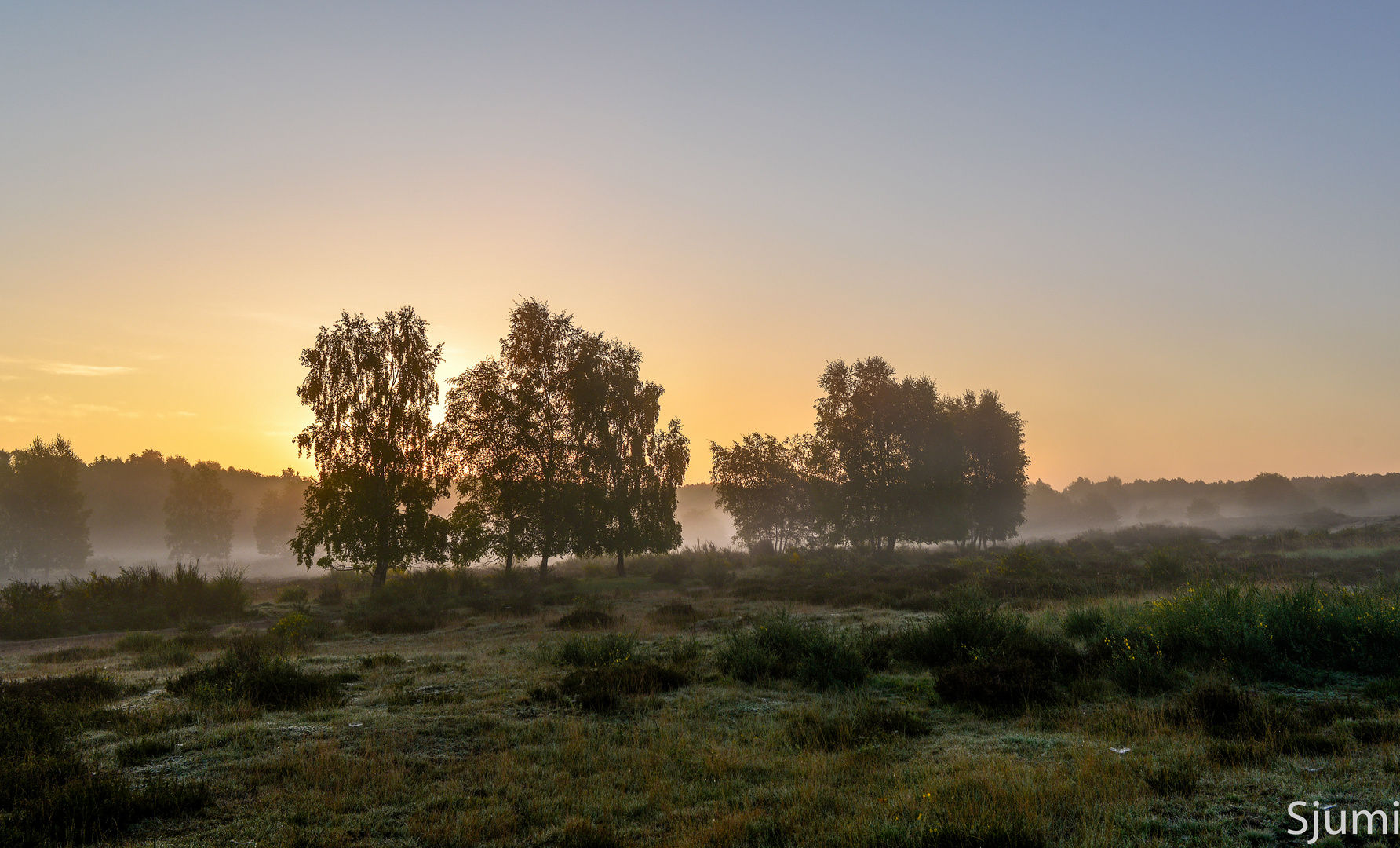 Morgenheide