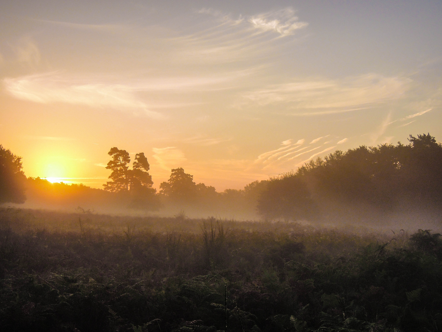 Morgenheide