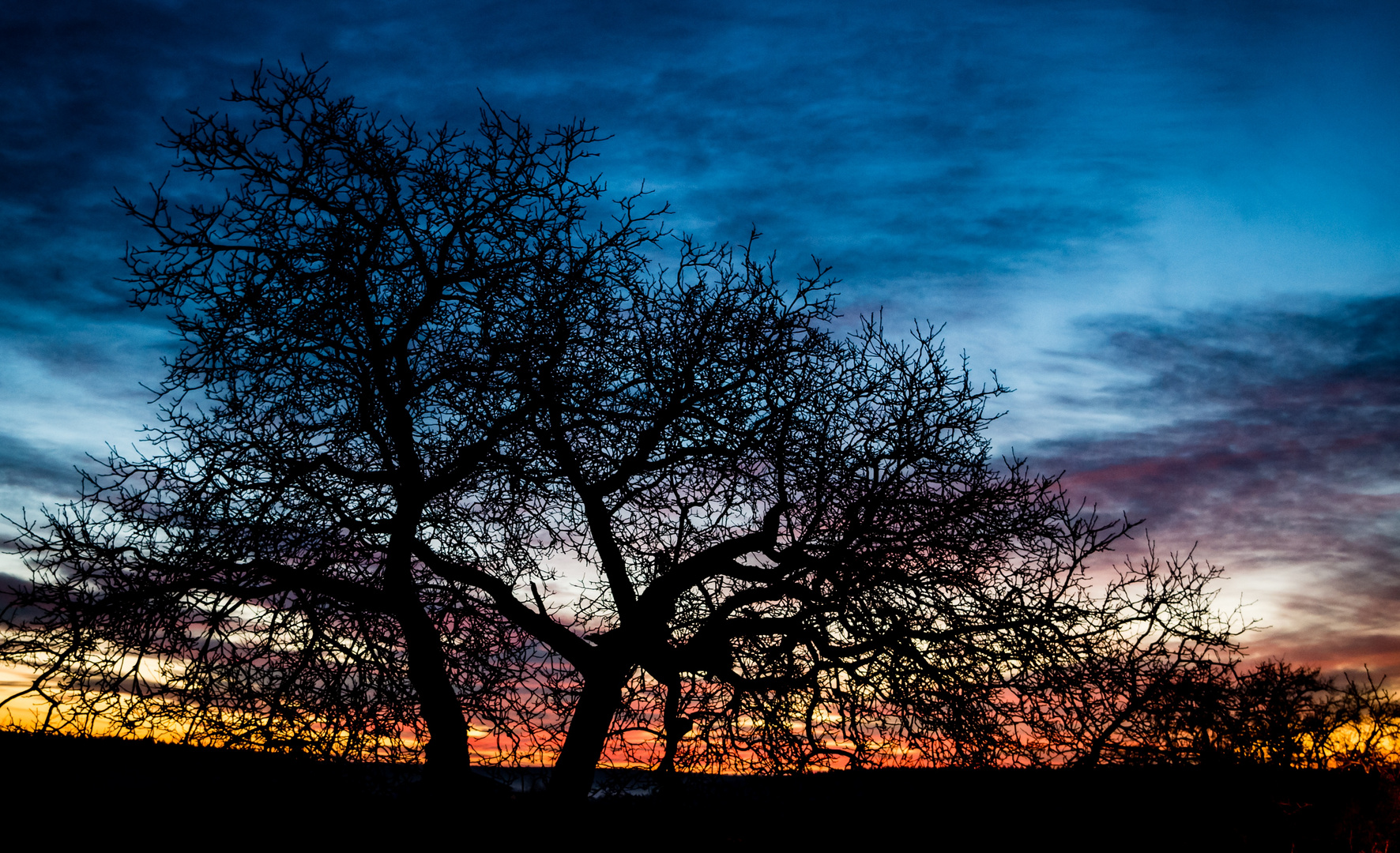 Morgenhimmel mit Baum