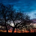 Morgenhimmel mit Baum