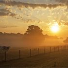 Morgenidylle am Niederrhein ...